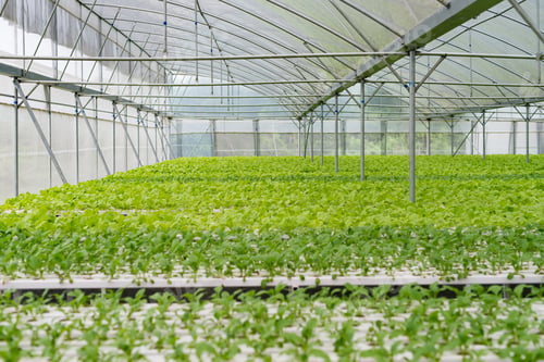 Inside a Greenhouse with rows of Green Plants