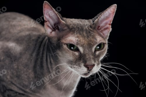 Preview: domestic grey sphynx cat looking away isolated on black