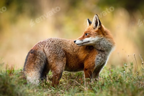Preview: Red fox looking back over shoulder on a meadow in autumn nature