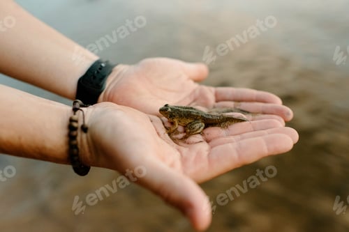 Preview: Canada, Yukon, Whitehorse, Close-up of mans hand holding frog