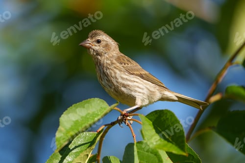 Preview: Purple finch perched on a tree branch beside foliage.