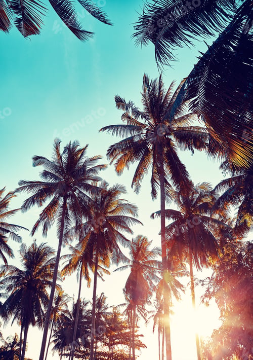 Preview: Coconut palm trees silhouettes at sunset.