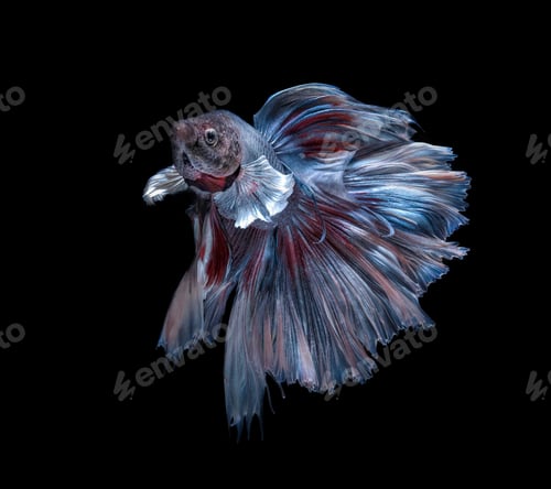 Preview: fighting fish