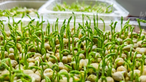 Preview: Microgreens. Growing Peas at Home. Pea Sprouts. Step-by-Step Instructions.