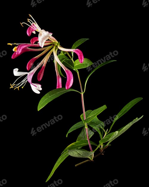 Preview: Flowers of honeysuckle, lat. Lonicera periclymenum Serotina, isolated on black background