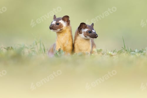 Preview: Adorable Long tailed weasels (Neogale frenata) in a natural area