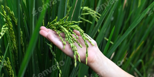 Preview: A human hand gently holds a cluster of unripe rice, symbolizing care for agriculture
