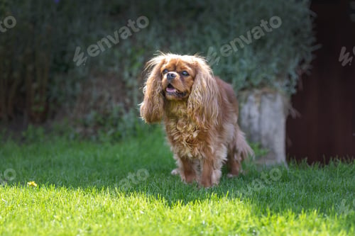 Preview: Happy dog in the garden