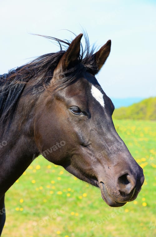 Preview: arabian, horse, mare, stallion, riding