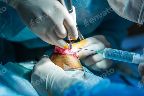 Preview: Surgery on the paw of the dog in veterinary clinic