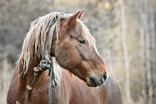 Preview: beautiful horse