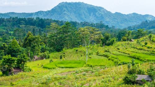 Preview: Rice tarraces and some huts between, Sidemen, Bali, Indonesia