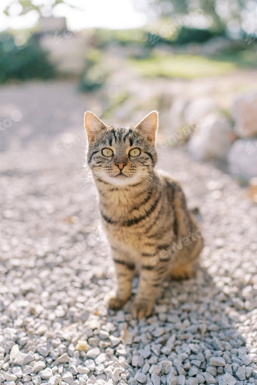 Preview: Striped cat sits on pebbles in the park and looks up