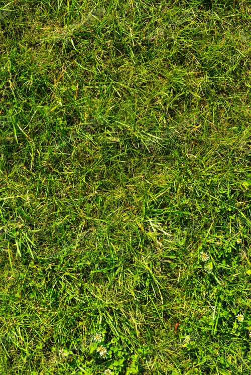 Preview: Close-up of lush green grass growing on ground