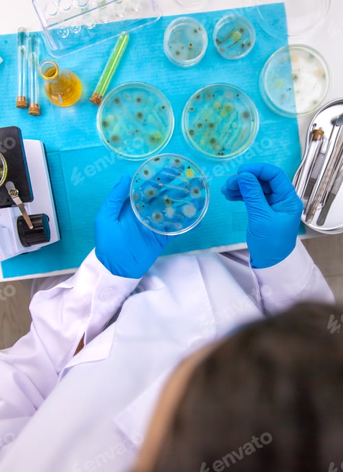 Preview: Research in the laboratory Petri dishes. Selective focus.