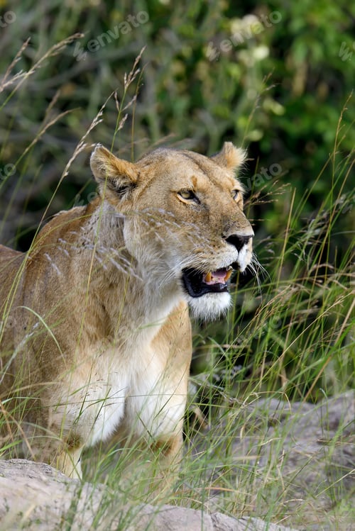 Preview: Lion