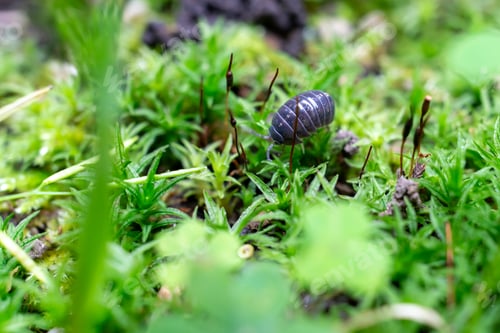 Preview: Pill Bug walking on moss
