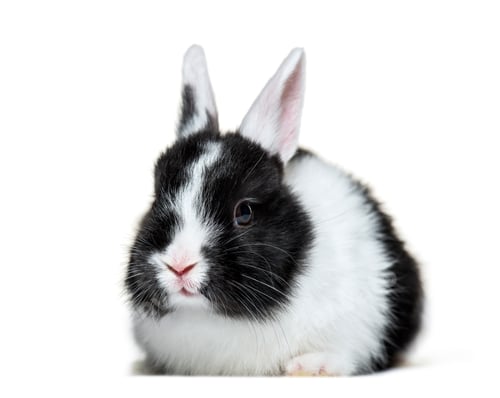 Preview: Rabbit, 8 weeks old, in front of white background