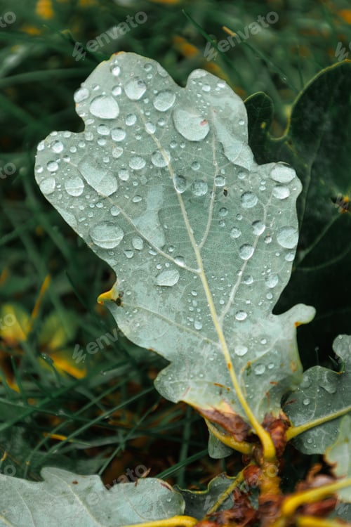 Preview: Fallen oak leaves with dew. Autumn oak leaves. water drops on the leaves of a tree close-up