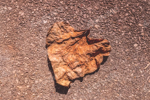 Preview: A dry and rotten leaf on the ground seen from above.