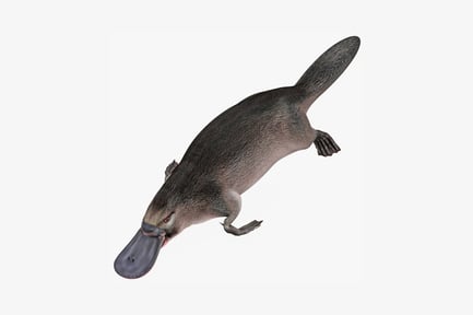 Preview: Platypus in lateral profile with extended forelimbs