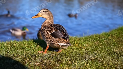 Preview: gray duck on the background of the lake
