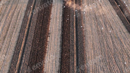 Preview: Tractor plowing field in Po Valley, Italy at sunset