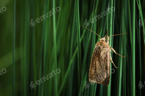 Preview: Paradrina clavipalpis moth on green grass outdoors, space for text