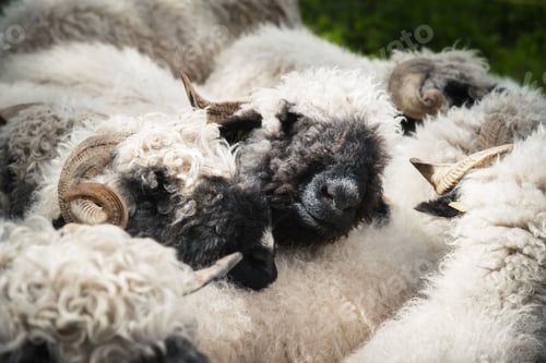 Preview: Herd of black nose sheep with two black nose sheep resting on another one