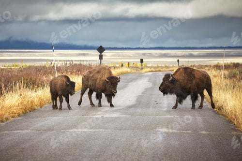 Preview: American bison family cross a road, Wyoming, USA.