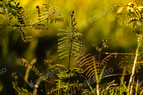Preview: Fern leaf nature green sunlight fern leaf nature green sunlight glow in morning field