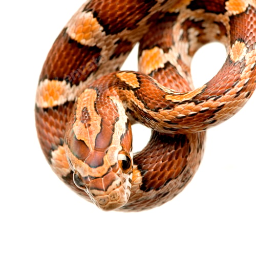 Preview: Corn Snake