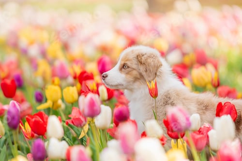 Preview: The Miniature American Shepherd puppy in tulips. Dog in flower field. Blooming. Spring