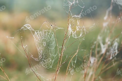 Preview: Spider web on flower covered with dew