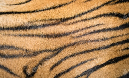 Preview: background textured of bengal tiger fur