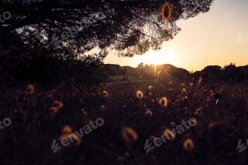Preview: rural landscape at sunset with a cyclist