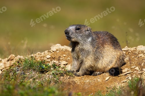 Preview: alpine marmot sitting in front of den on a hill from dirt and stones