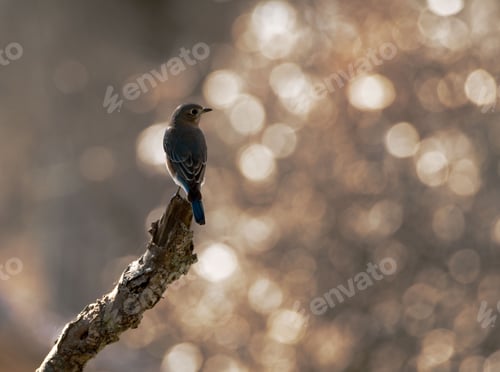 Preview: Eastern bluebird against the background of natural bokeh lights. Sialia sialis.