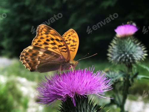 Preview: Butterflies and wild flowers from the mountains