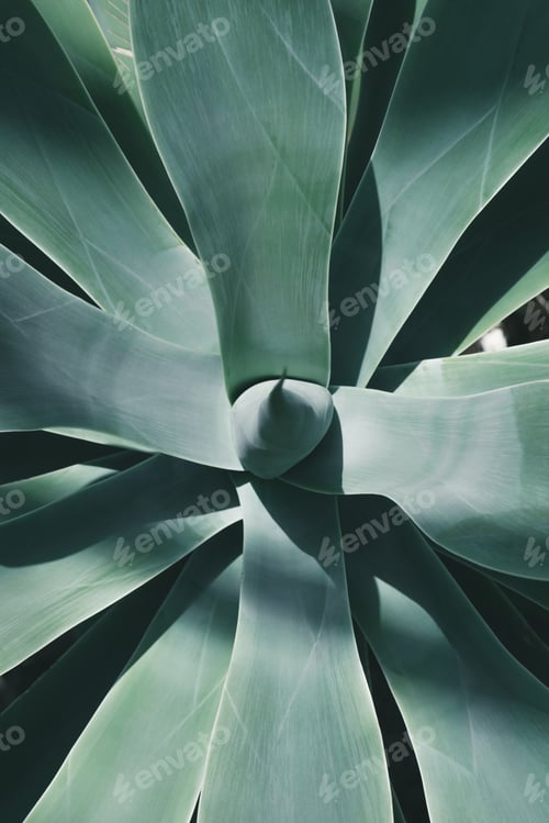 Preview: close up top view of blue aloe plant