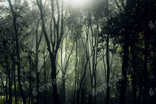 Preview: dark forest during a foggy,forest pine in asia