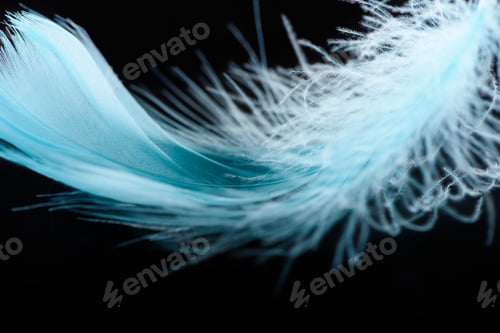 Preview: close up of blue textured plume isolated on black
