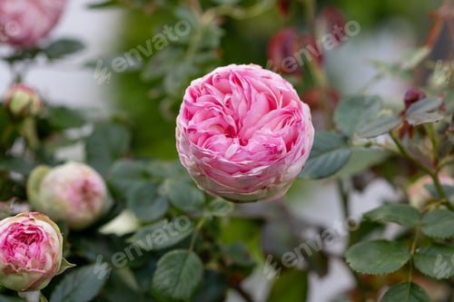 Preview: Beautiful english rose of David Austin. Summer in garden.