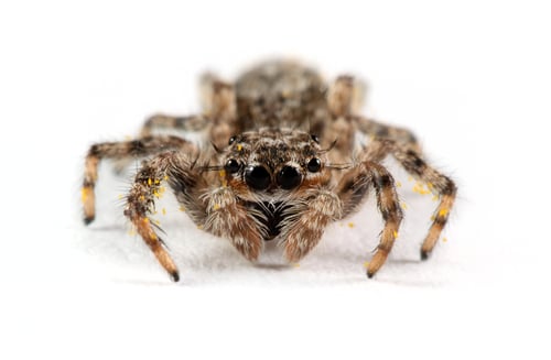Preview: Detailed Portrait of a Jumping Spider on White