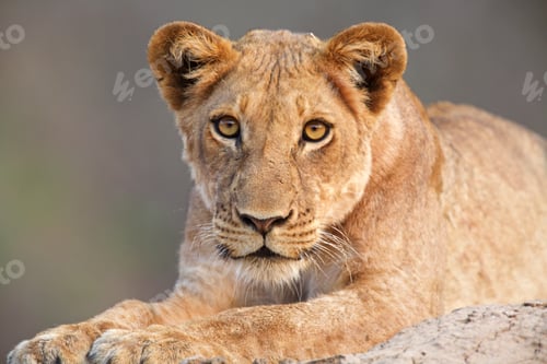 Preview: Lioness cub (Panthera leo), Mana Pools, Zimbabwe, Africa.