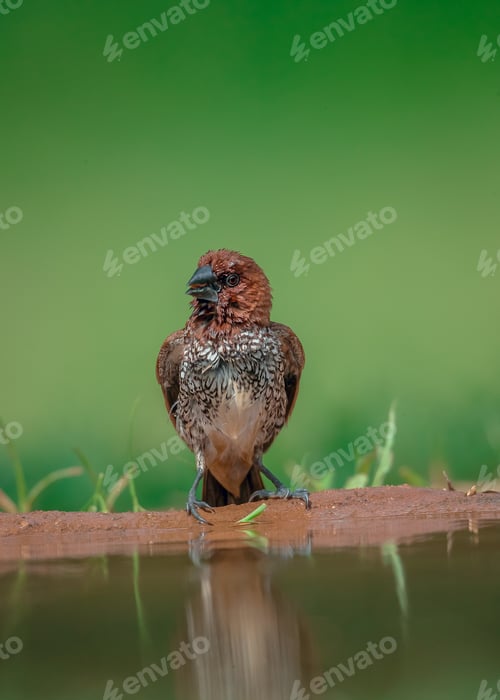 Preview: Scaly breasted munia