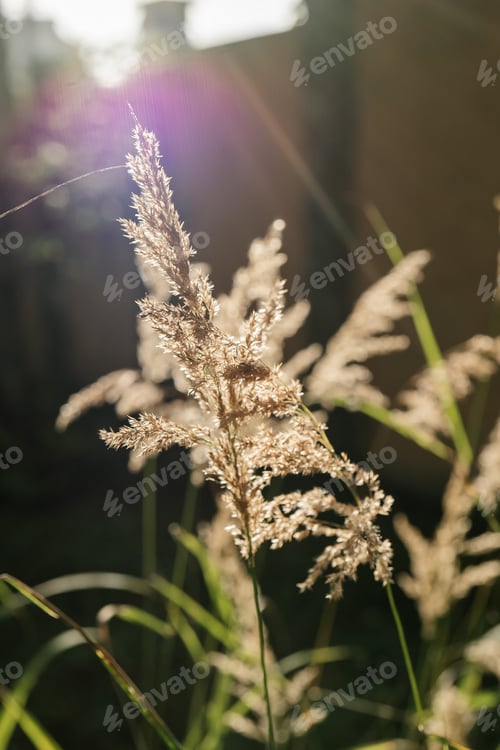 Preview: Calamagrostis in the rays of the evening sun.