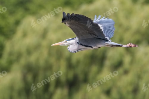 Vorschau: Graureiher im Flug