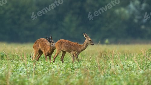 Preview: Two roe deer courting on field in rain in rutting season