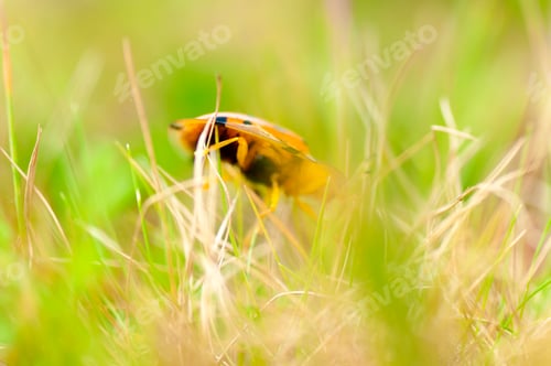 Preview: Closeup of ladybug on the meadow